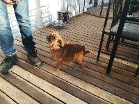 Étalon Griffon bruxellois - Maiden Des Ames Du Ouija