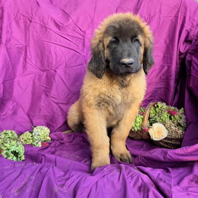 Les chiots de Leonberger