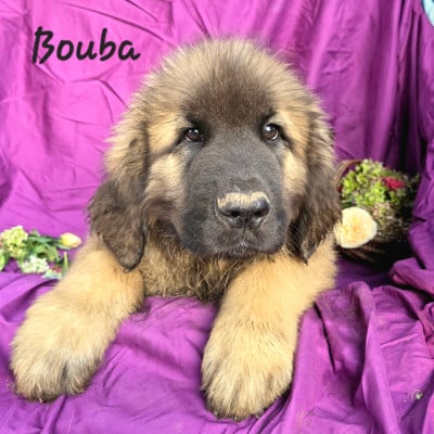 Les chiots de Leonberger