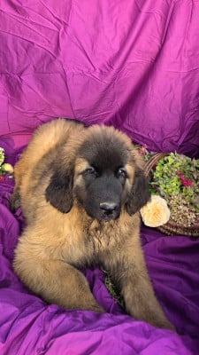 Les chiots de Leonberger