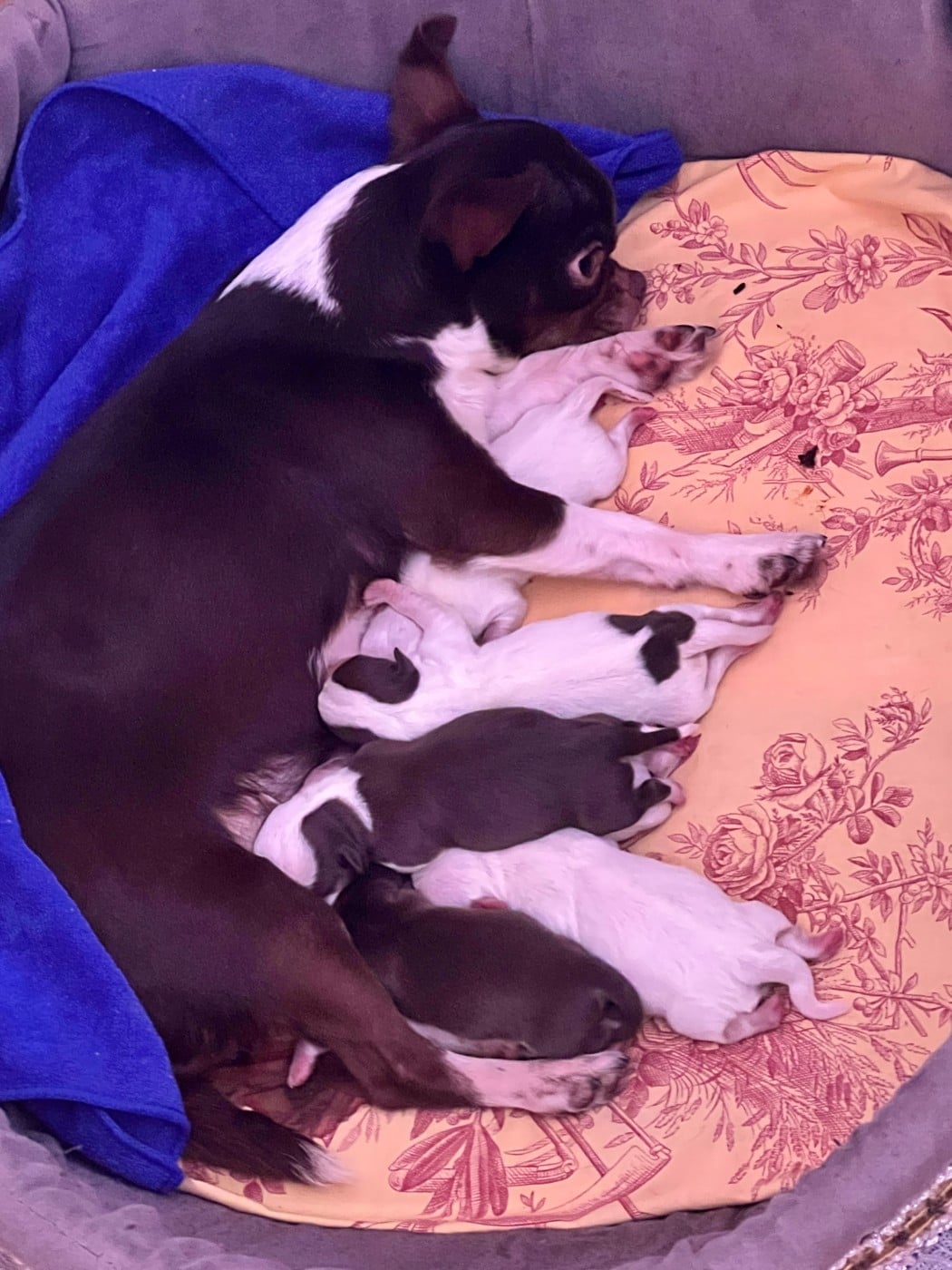 Chihuahua - Des Chixy Du Soleil