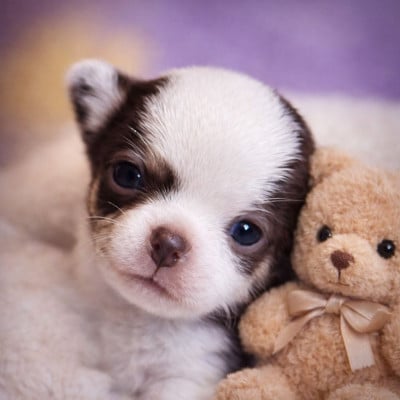 Les chiots de Chihuahua