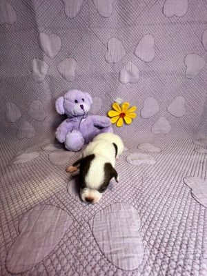 Les chiots de Chihuahua