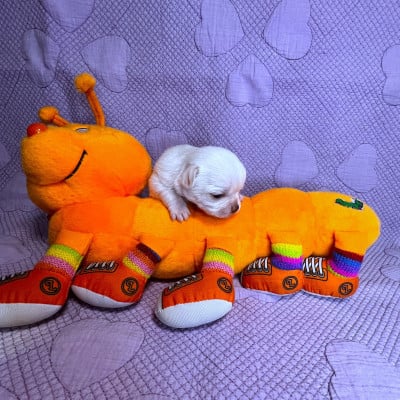 Les chiots de Chihuahua