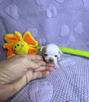 Les chiots de Chihuahua