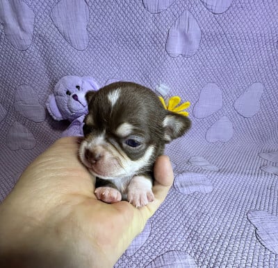 Les chiots de Chihuahua