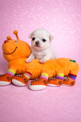 Les chiots de Chihuahua