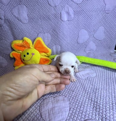 Les chiots de Chihuahua