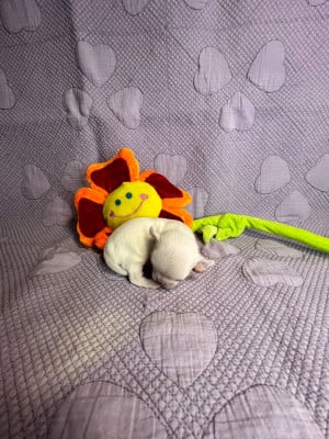 Les chiots de Chihuahua