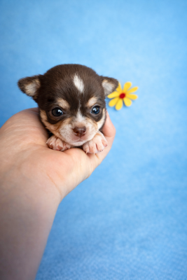 Les chiots de Chihuahua