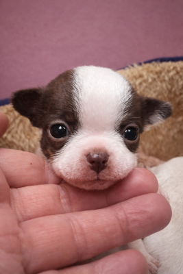 Les chiots de Chihuahua