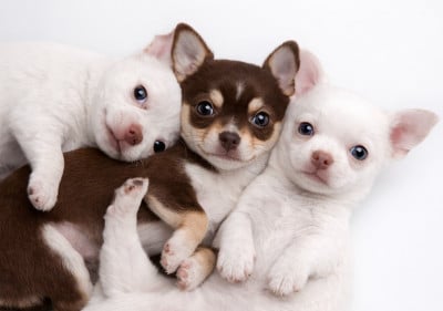 Les chiots de Chihuahua