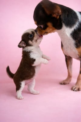 Les chiots de Chihuahua