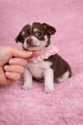 Les chiots de Chihuahua