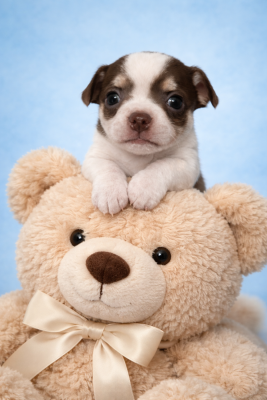 Les chiots de Chihuahua