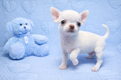 Les chiots de Chihuahua