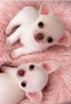 Les chiots de Chihuahua