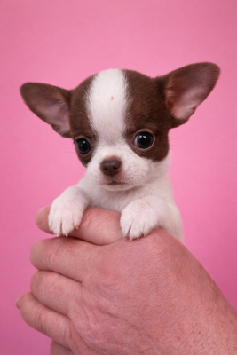 Les chiots de Chihuahua