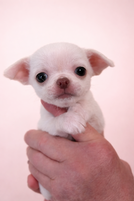 Les chiots de Chihuahua