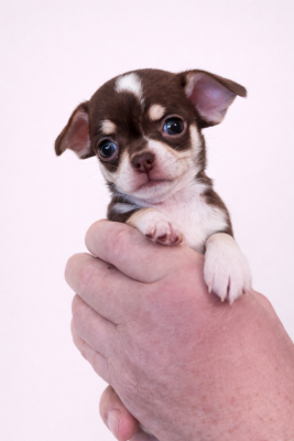 Les chiots de Chihuahua