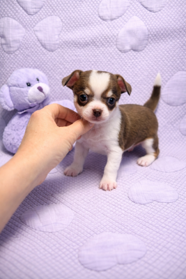 Les chiots de Chihuahua