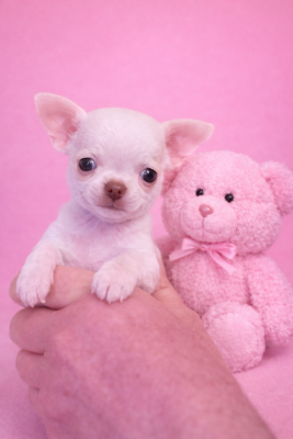 Les chiots de Chihuahua