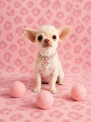 Les chiots de Chihuahua