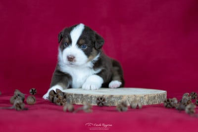 Les chiots de Berger Américain Miniature 