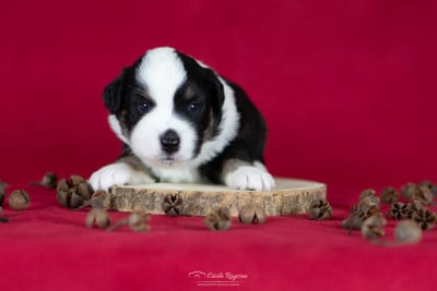 Les chiots de Berger Américain Miniature 
