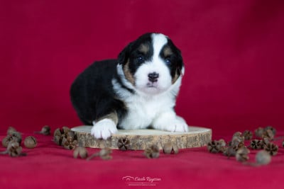 Les chiots de Berger Américain Miniature 