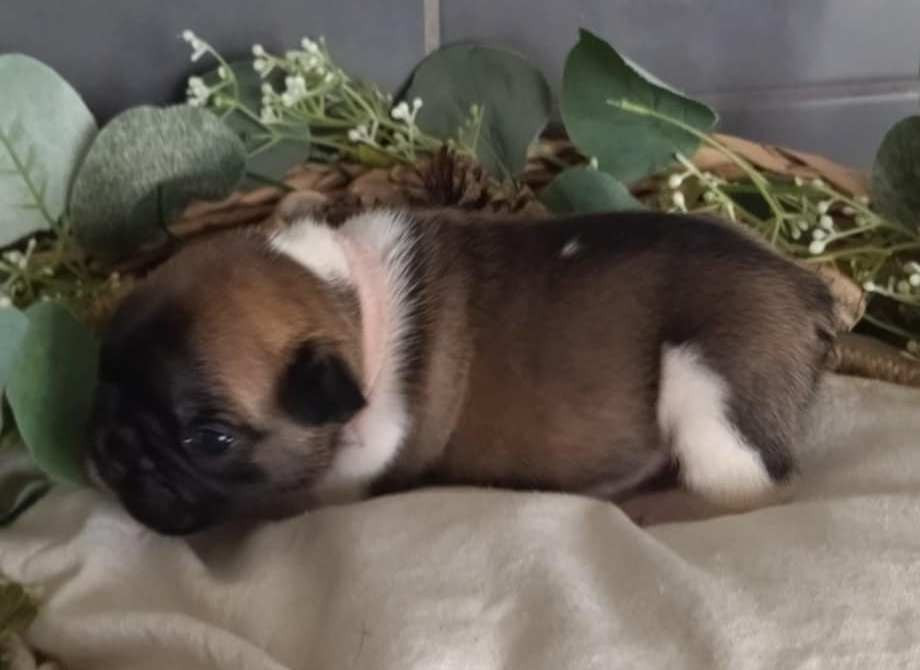 Femelle 1 collier rose