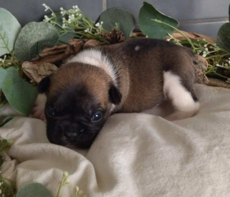 Femelle 1 collier rose