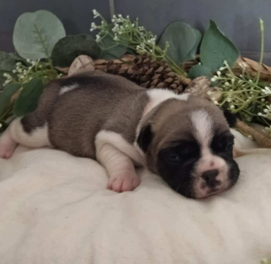 Femelle 2 collier orange