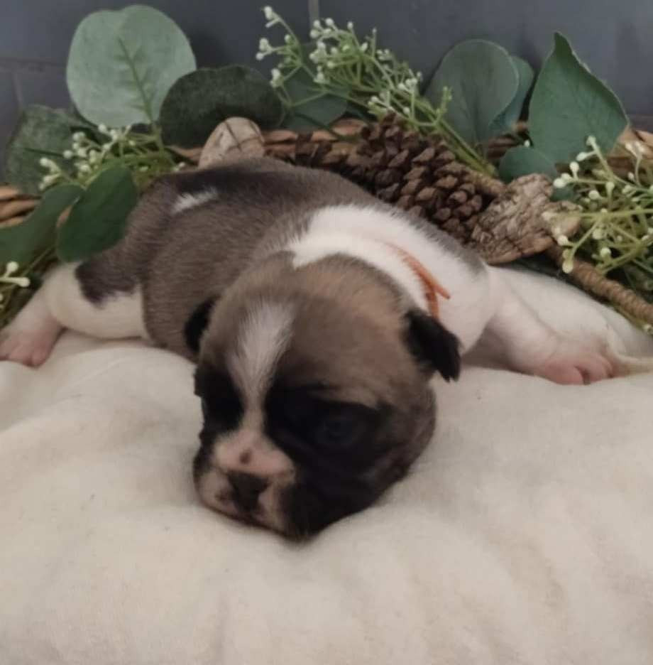 Femelle 2 collier orange