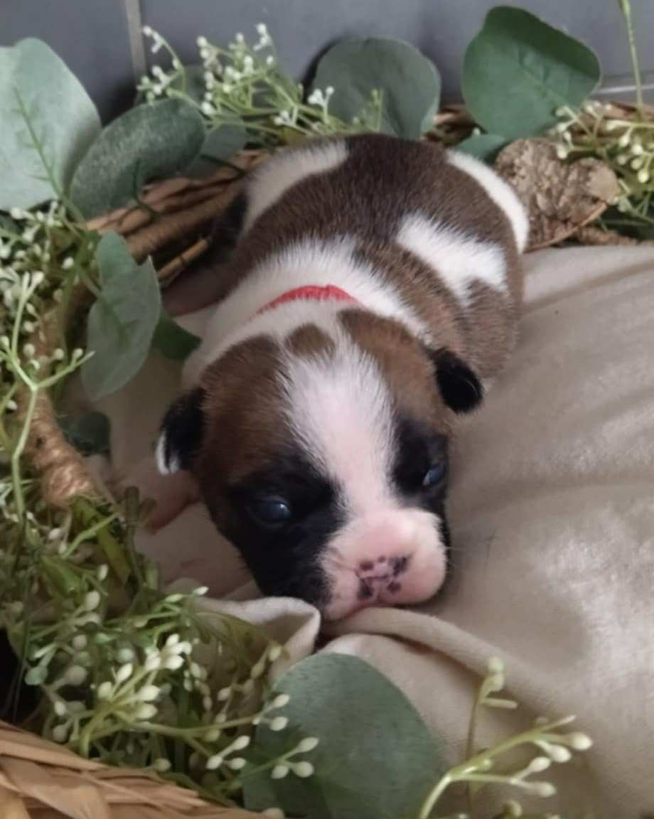 Femelle 3 colier rouge