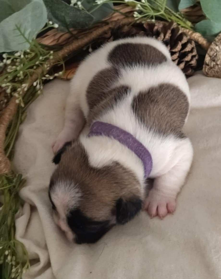 femelle 4 collier violet