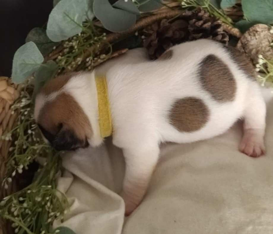 Femelle 5 collier jaune