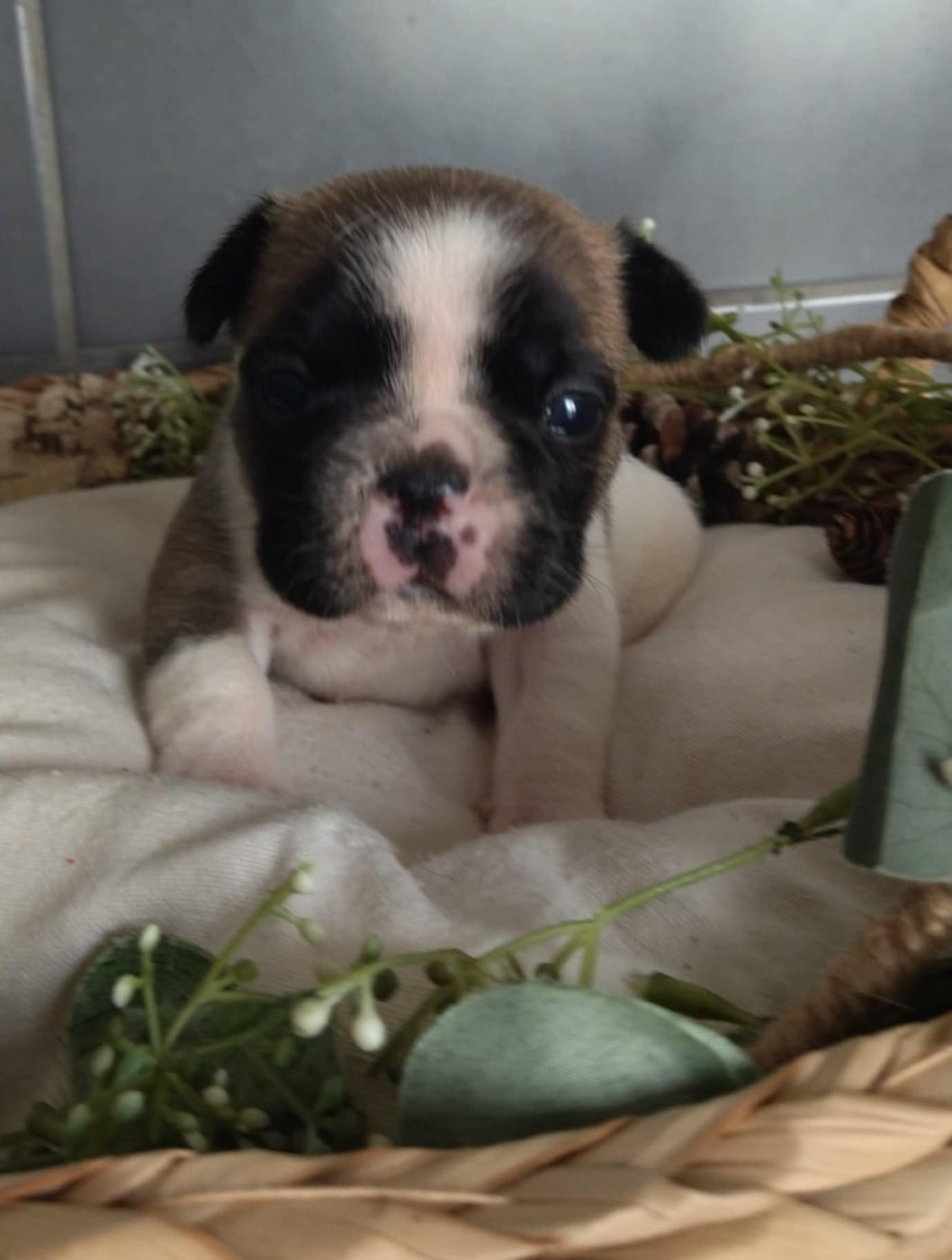 femelle 4 collier violet