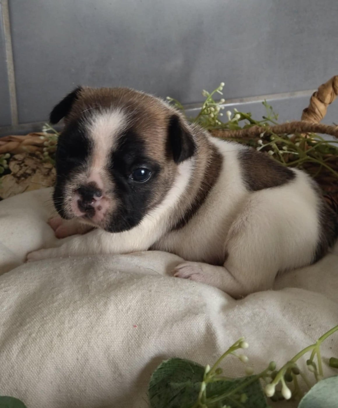 femelle 4 collier violet