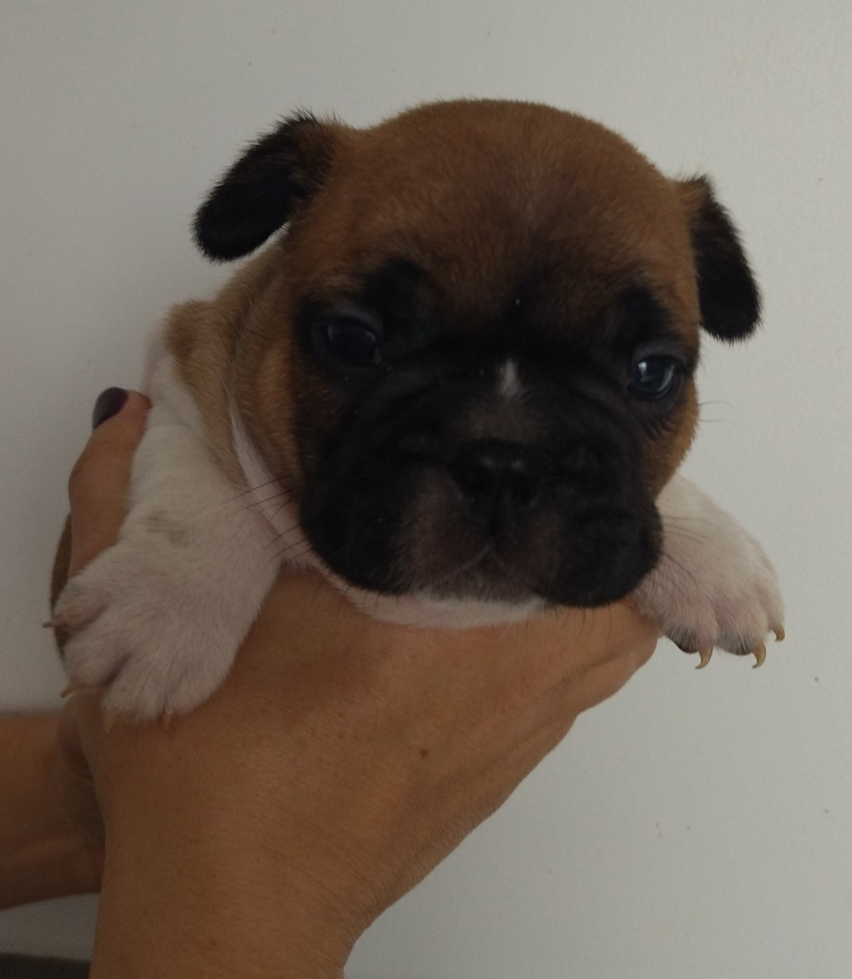 Bouledogue français - Du Domaine De La Fosse