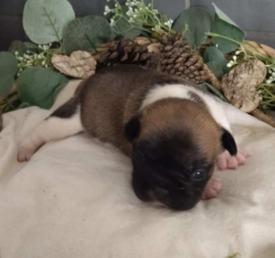 Les chiots de Bouledogue français