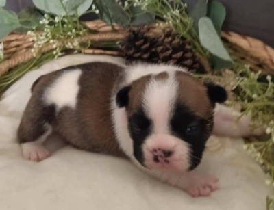 Les chiots de Bouledogue français