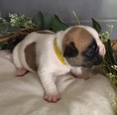 Les chiots de Bouledogue français