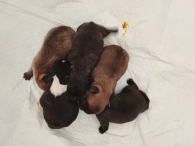Les chiots de Bouledogue français