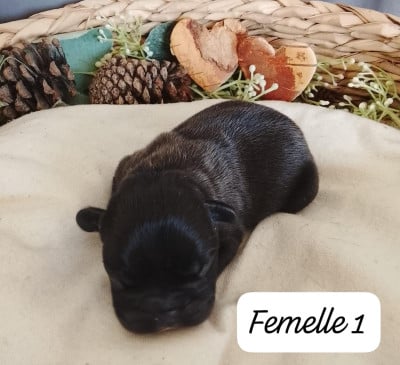 Femelle 1 - Bouledogue français