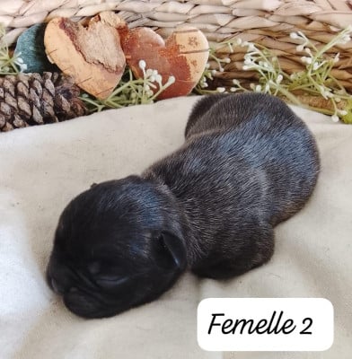 Femelle 2 - Bouledogue français