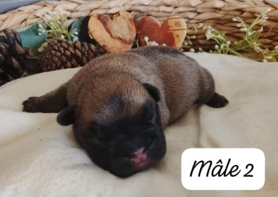 Mâle 2 - Bouledogue français