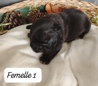 Les chiots de Bouledogue français