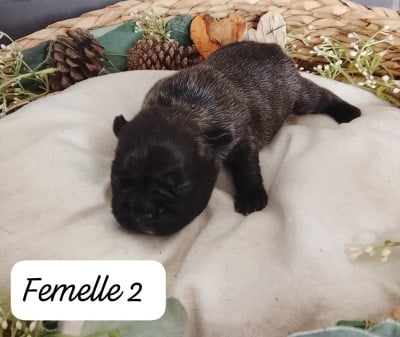 Les chiots de Bouledogue français