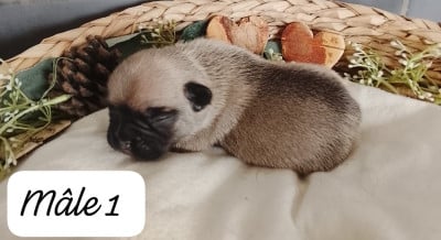Les chiots de Bouledogue français